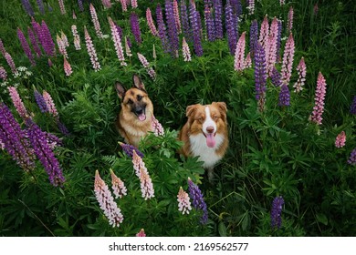 German And Australian Shepherd Dog Poses In Lupinus In Summer Field. Pink, Purple And Lilac Lupines. Two Purebred Beautiful Dogs Are Sitting Among Wild Flowers In Tall Green Grass. View From Above.