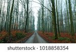 German beech forest
