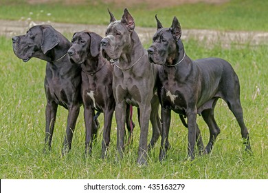 Boarhound Images, Stock Photos 