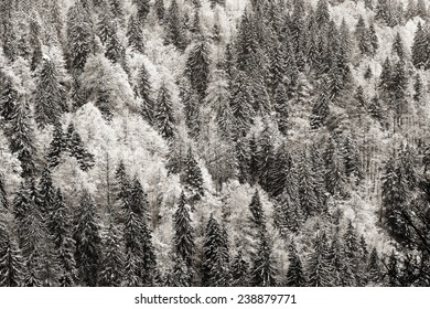 German Black Forest in Winter. Top Down View from the Feldberg Mountain during a Snow Storm. Winter Landscape. Black and White Vintage Picture