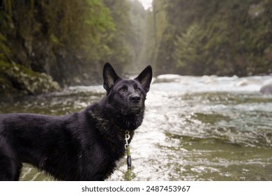 German Black Shepherd Dog walks at river in Canada - Powered by Shutterstock