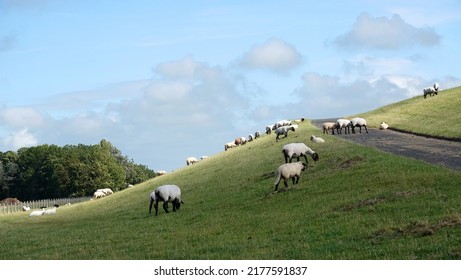 German Blackheaded Mutton sheep grazing on a dyke. In the middle of the dike is a bicycle path. This image is typical of East Frisia in Germany.