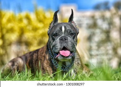 German boxer with cropped ears in the summer in the park