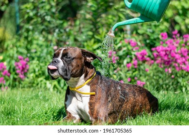 German Boxer Dog, Brindle Brown Color, On The Green Grass. Nature And Dog. Summer, Hot Weather.