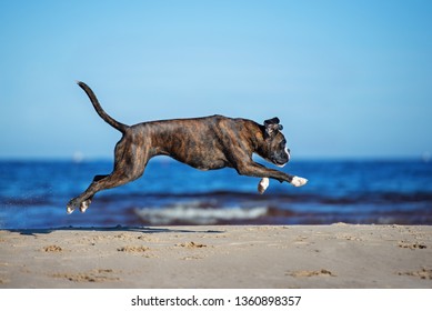 German Boxer Dog Jumping On The Beach