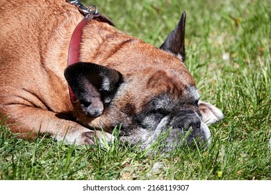 German Boxer Dog Lies On Grass. Boxer Is Medium To Large, Short-haired Dog Breed Of Mastiff-type, Developed In Germany.