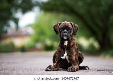 German Boxer Dog Lying Down On The Road