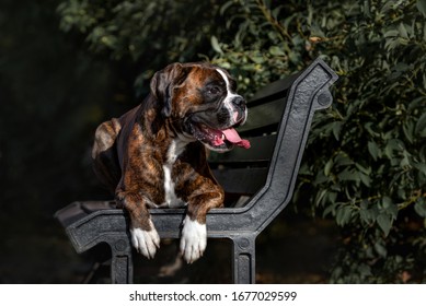 German Boxer Dog Lying Down On A Bench Outdoors In Summer