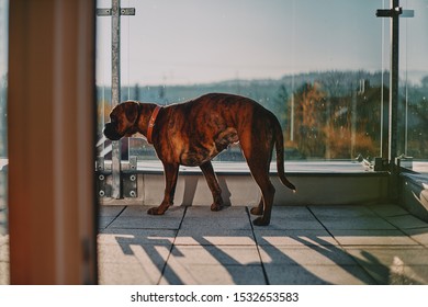 German Boxer Dog On The Balcony During The Sunset, Streching