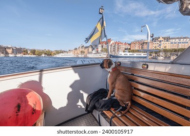 German Boxer Dog on excursion boat with the flag of Sweden on the beautiful tour in Stockholm Sweden
