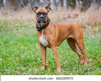 German Boxer Dog In The Park