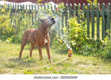 german boxer dog plays with a garden sprinkler on a summer day on the lawn, sprinklers work in summer, lawn watering devices