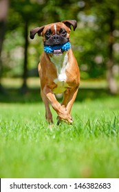 German Boxer Dog Running With A Toy