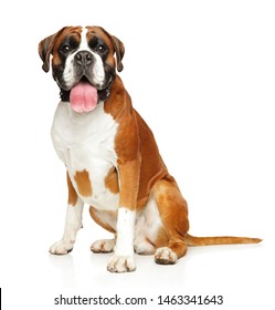 German Boxer dog sits in front of white background. Animal themes