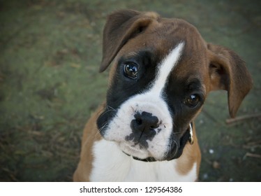 German Boxer Puppy