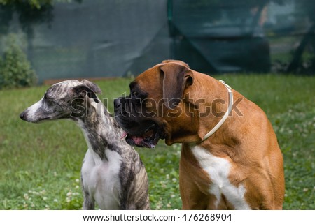 Similar – Image, Stock Photo round table Pet Dog