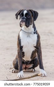 German Brindle Boxer, Female