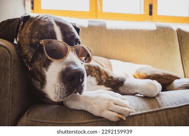 German brown white boxer dog in stylish sunglasses is lying on sofa at home. Canine domestic animal relaxing indoors. Cute clever professor doggy in sunny summer day. Summertime vacations trip fun joy
