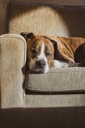 German Brown White Boxer Lying Sleeping Deeply Sweetly On Couch. Short-haired Service Clever Dog Breed. Big Gorgeous Canine Domestic Animal Muzzle Resting Indoors. Home Guard. A Pet Is Resting.
