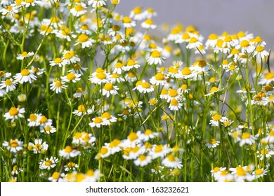 German Chamomile