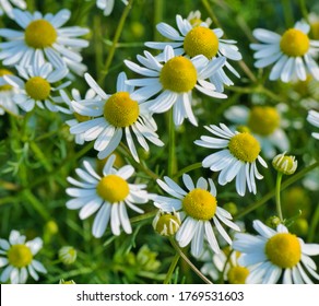 カミツレ花 の画像 写真素材 ベクター画像 Shutterstock