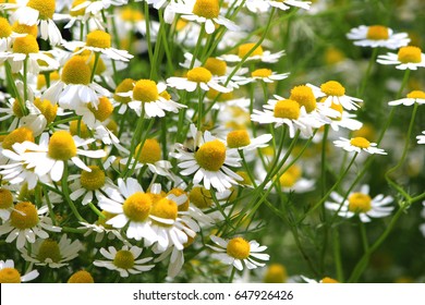 German Chamomile Herb Garden