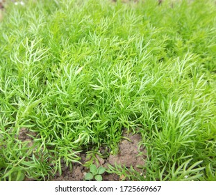 German Chamomile Shoots And Leaves