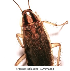 German Cockroach