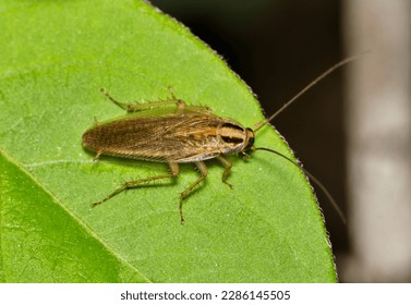 German cockroach (Blattella germanica) insect on leaf with copy space, nature Springtime pest control agriculture concept.