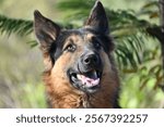 german dog breed animal german shepherd dog