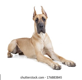 German dogge on a white background in studio