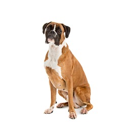 German Fawn-colored Boxer dog, pure breed on white background, an Animal Photo by Boyan Dimitrov