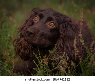 German Flushing Dog Wachtelhund Dog Eyes