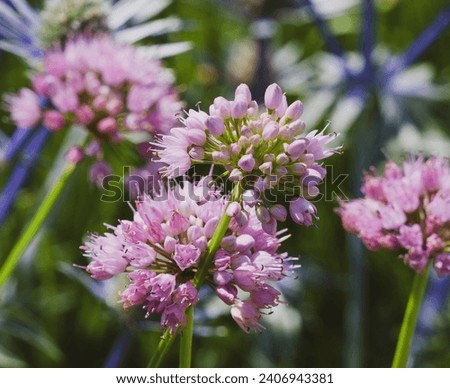 Similar – Image, Stock Photo ornamental garlic Plant