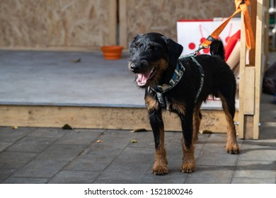 The German Hunting Terrier or Yagd Terrier is an independent, decisive, fearless dog. Categorically not suitable for lazy and melancholy people, but in hunting or sport - the breed has no equal. - Shutterstock ID 1521800246