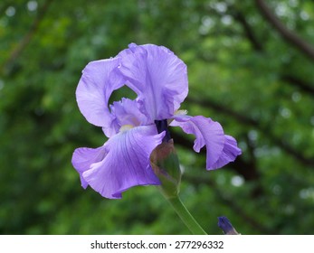German Iris Flower (Iris Germanica)