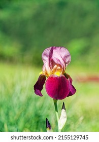 German Iris Flowers In The Meadow