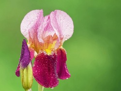 German Iris Getting Wet In The Rain On The Grassland