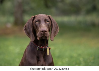 German Kurzhaar Pointer Hunting Dog
