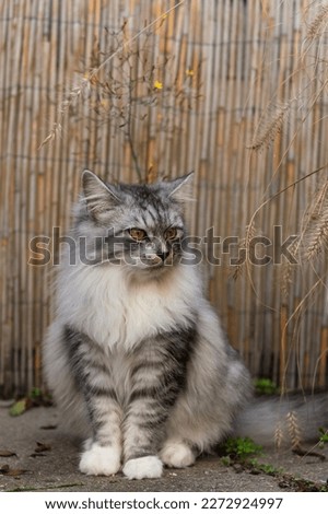 German Longhair Cat sitting on the terrace at her home