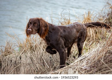 A German Longhaired Pointer - Shutterstock ID 1936523293