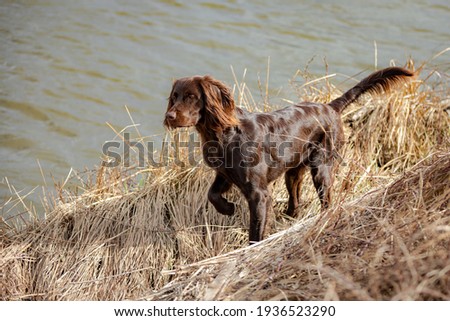 A German Longhaired Pointer