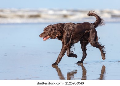 German Longhaired Pointer at the beach - Shutterstock ID 2125906040
