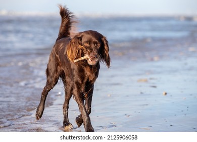 German Longhaired Pointer at the beach