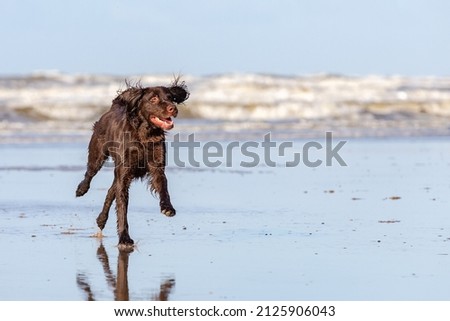 German Longhaired Pointer at the beach