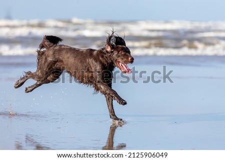 German Longhaired Pointer at the beach
