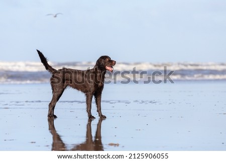 German Longhaired Pointer at the beach