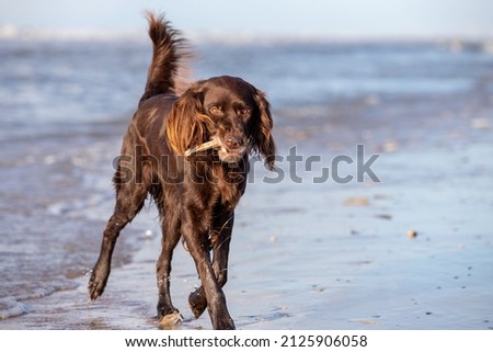 German Longhaired Pointer at the beach