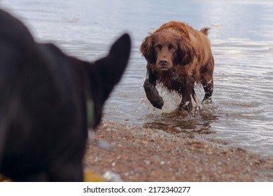 German longhaired pointer in the sea