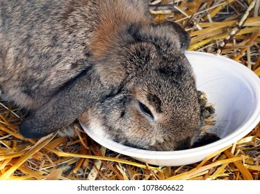 German lop rabbit eating from a plate on a straw bedding. The German Lop rabbit is a domestic rabbit breed originated from Germany. It was developed by the rabbit fanciers in Germany in the 1960s. 